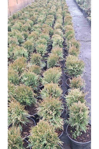 Туя західна Даніка - 5л/вис.25-30см/Ø20-25см